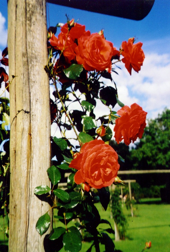 valbyparken-roses